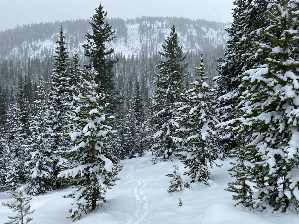 Beautiful snow covered trees in Winter Park, Colorado